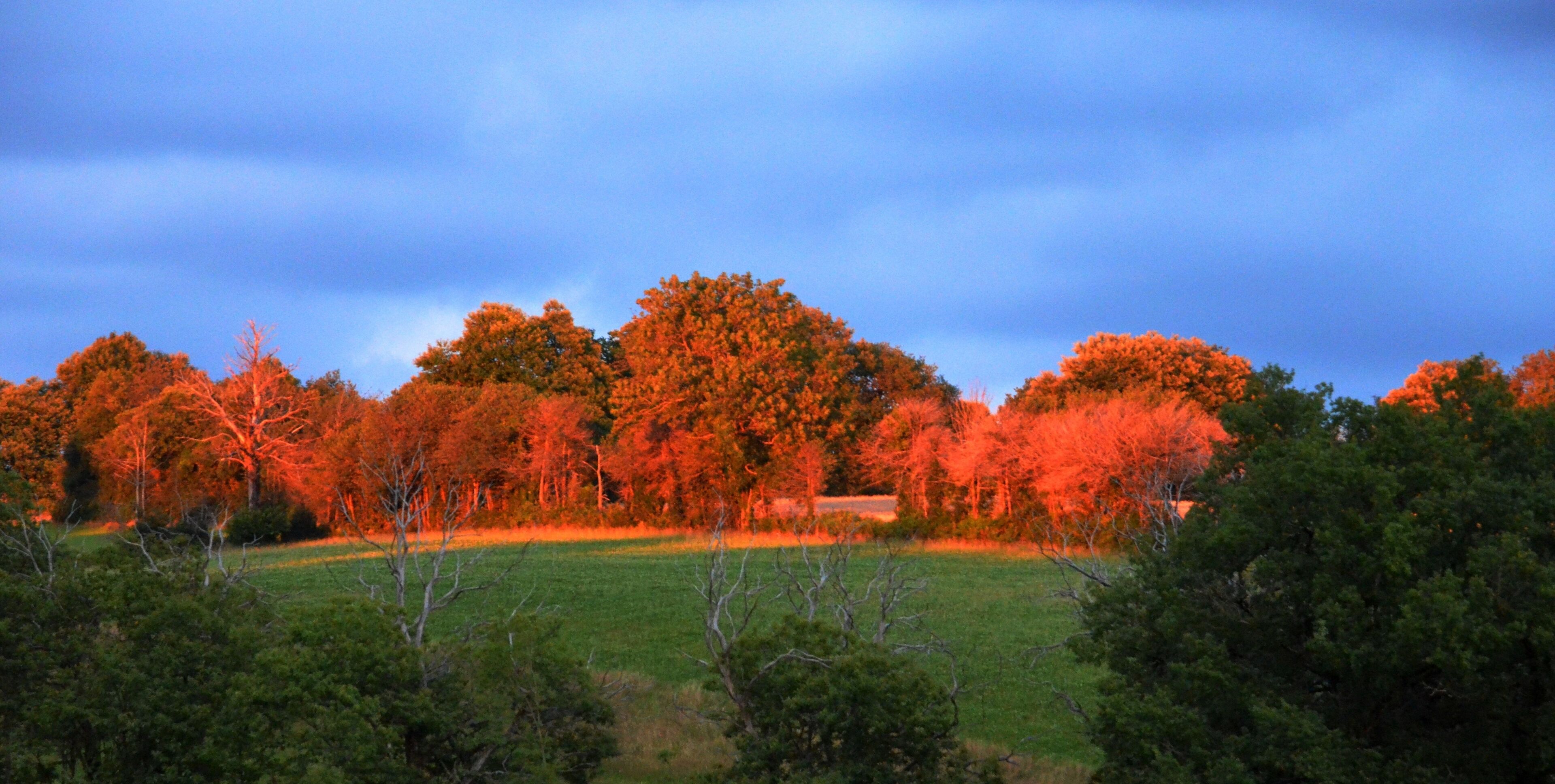 A landscape with trees in autumn colors and a field.