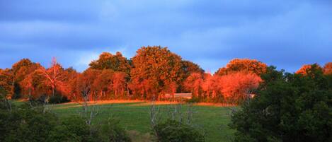 A landscape with trees in autumn colors and a field.
