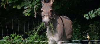 Een onvergetelijke herinnering voor uw kinderen: zwembad, pony, ezel, badminton, wifi