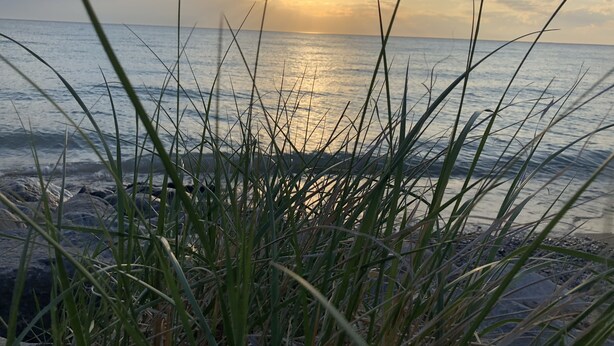 A beach with grass in the foreground and the ocean in the background. - Serene Setting on the Platte River (Honor)