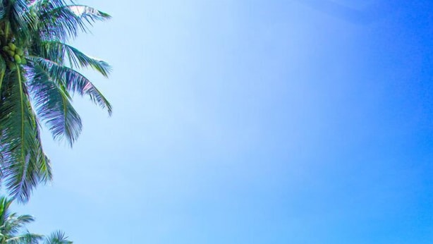 A large, curved swimming pool surrounded by palm trees and lounge chairs. - Palm Beach Resort&Spa Sanya (Sanya)