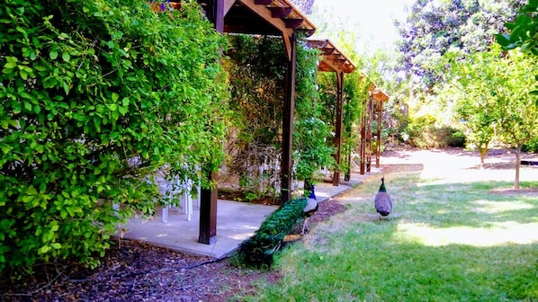 Un espacio al aire libre cubierto con una pérgola, abundante vegetación y un pavo real caminando sobre el césped.