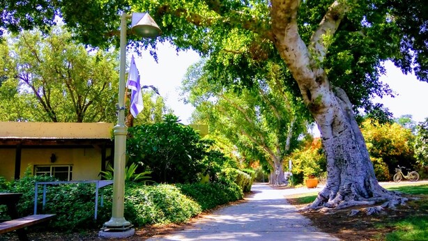 A pathway lined with trees and a lamp post, leading to a building with a yellow facade. - Kibbutz Tiratzvi - Country Lodging (Emek HaMaayanot)