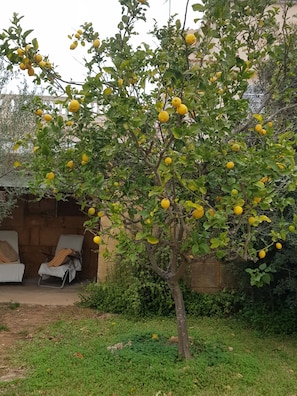 Un árbol con frutos amarillos, un muro de piedra y una zona de estar cubierta.
