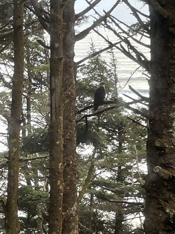Pássaro empoleirado em um galho numa área arborizada.
