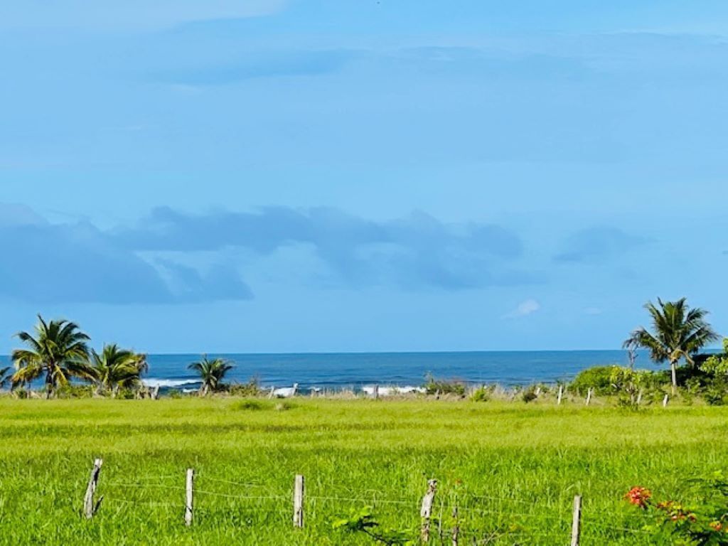 A coastal landscape with a grassy field, palm trees, and the ocean in the background.