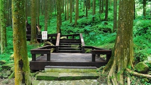 Un pont en bois, agrémenté d’un panneau indicateur, entouré d’une forêt verdoyante et luxuriante.