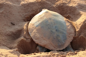 Uma rocha grande semi-enterrada na areia.