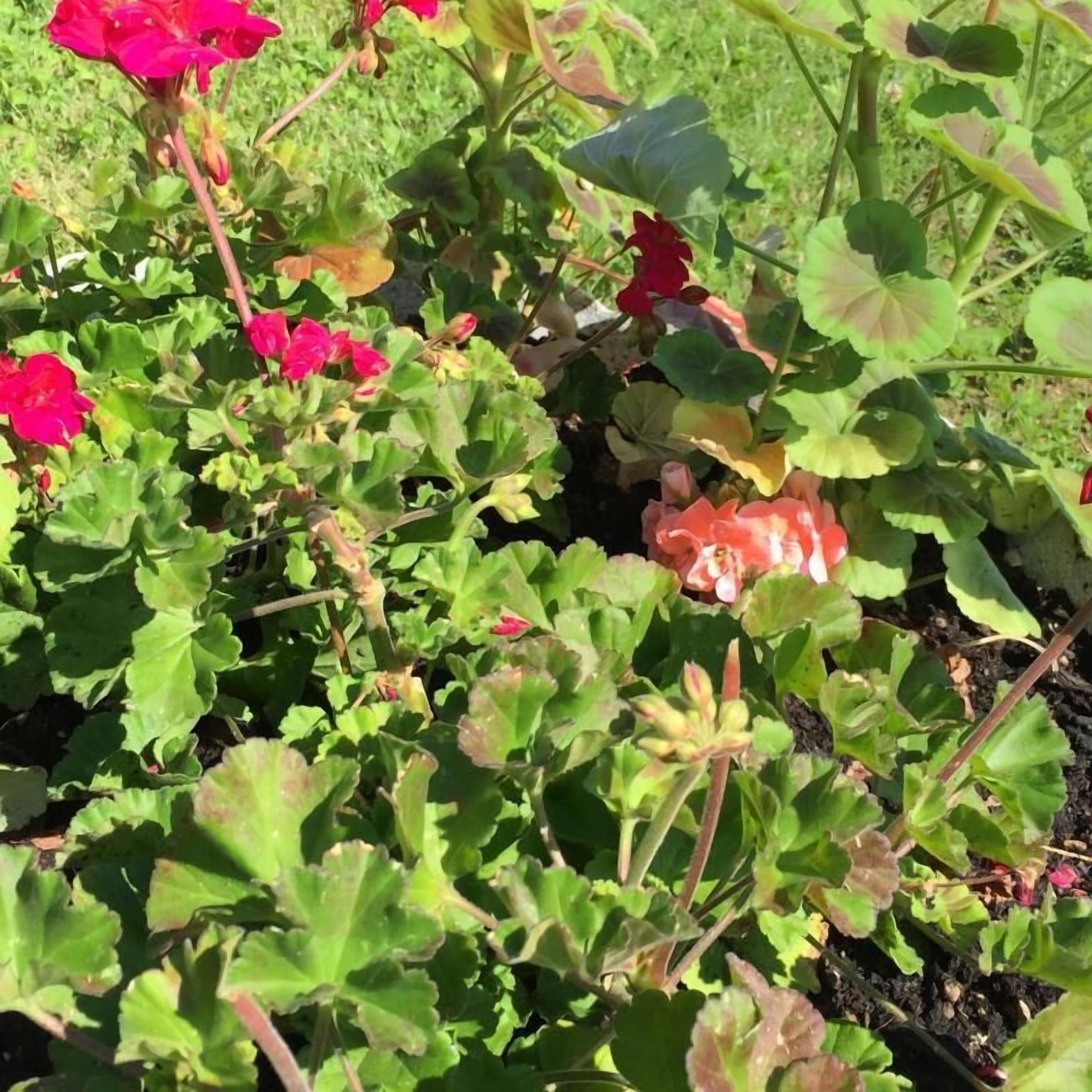 Un jardin où l’on trouve une variété de plantes et de fleurs.