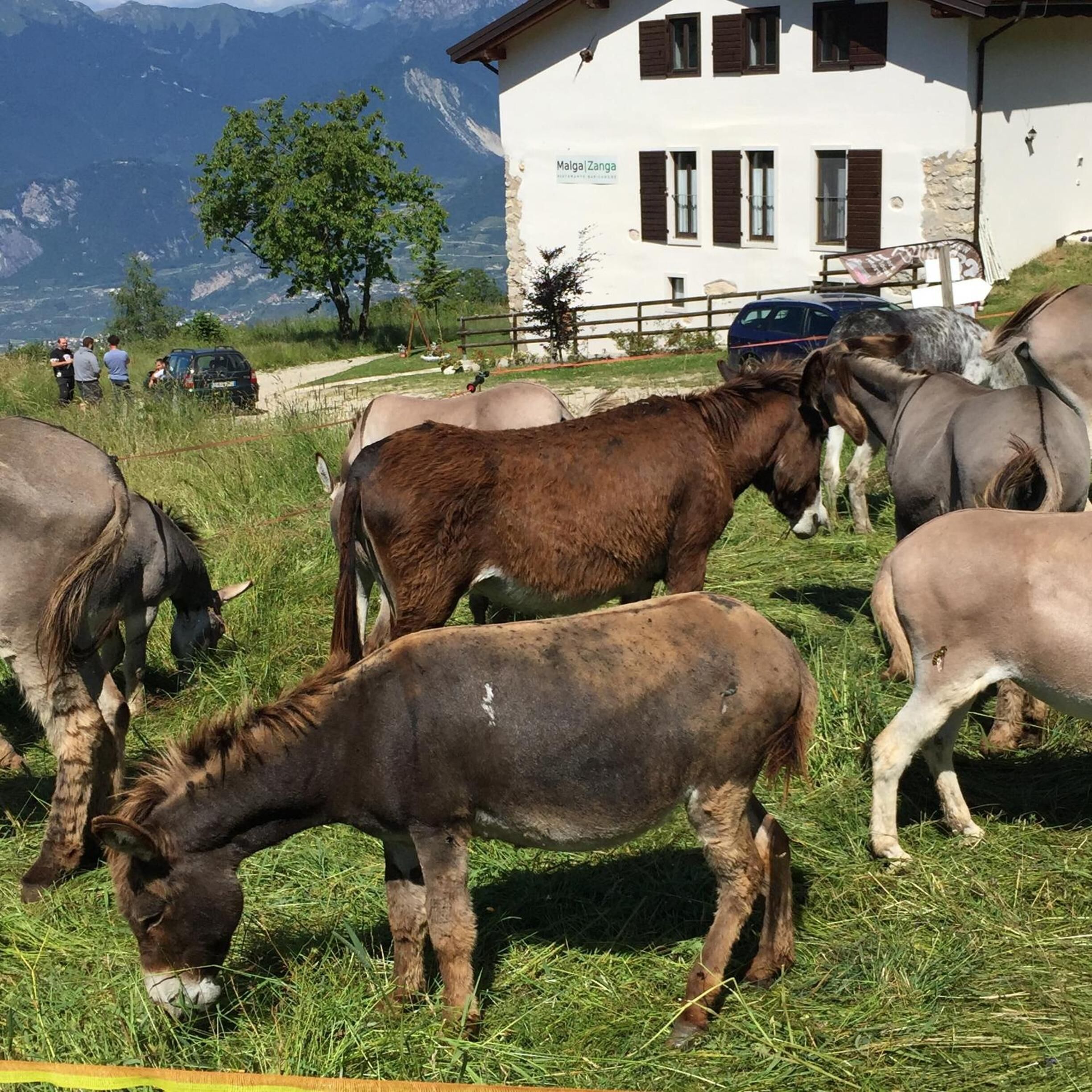 A group of donkeys grazing in a grassy field with a mountain backdrop and a white building with a sign reading "Malga Zanga".