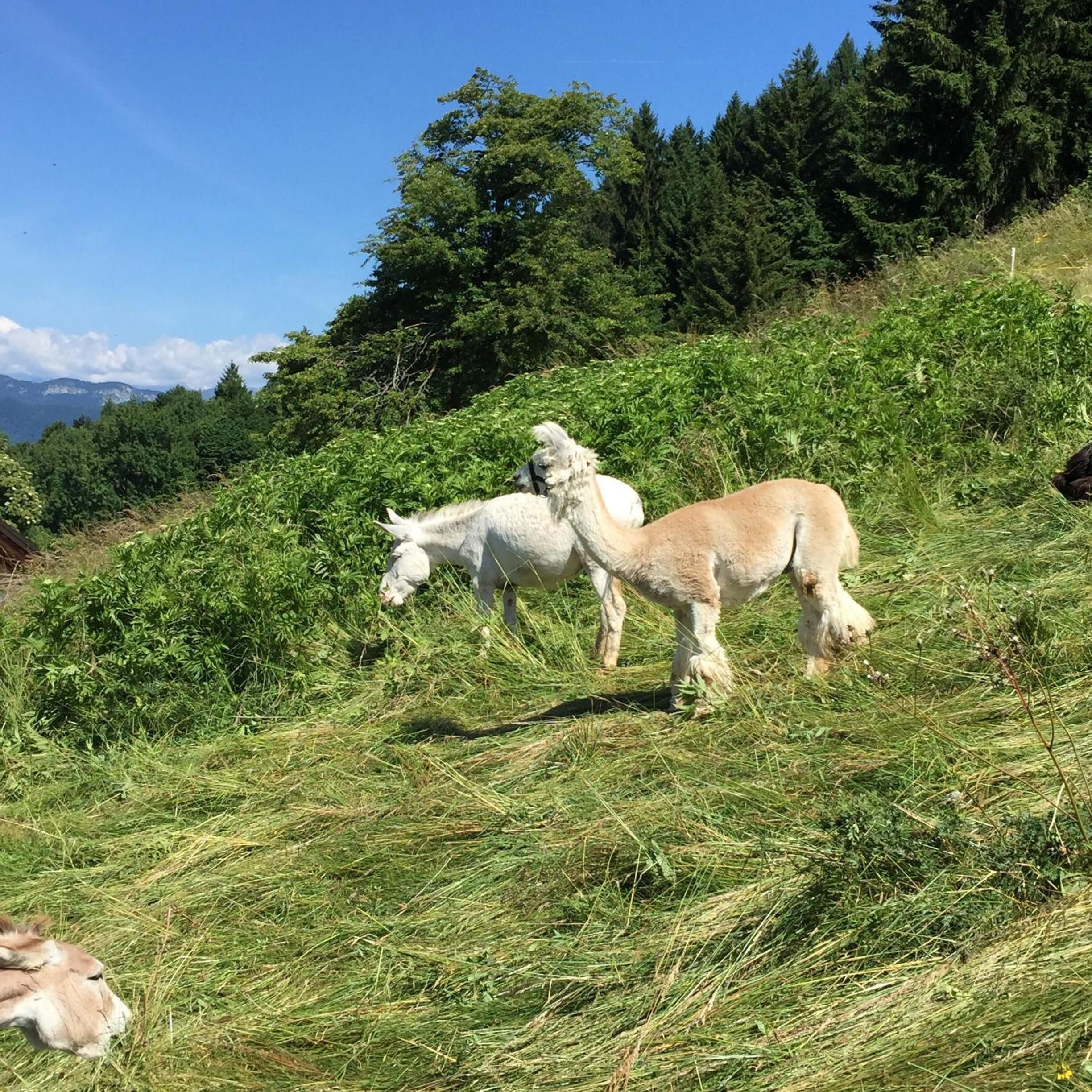 Due capre pascolano su un pendio erboso con una fitta foresta sullo sfondo.