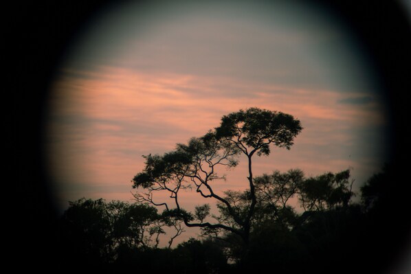 Silueta de un árbol contra un cielo al atardecer.