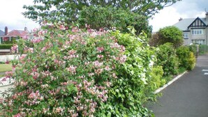 Una strada residenziale con una fila di case e un cespuglio con fiori rosa.