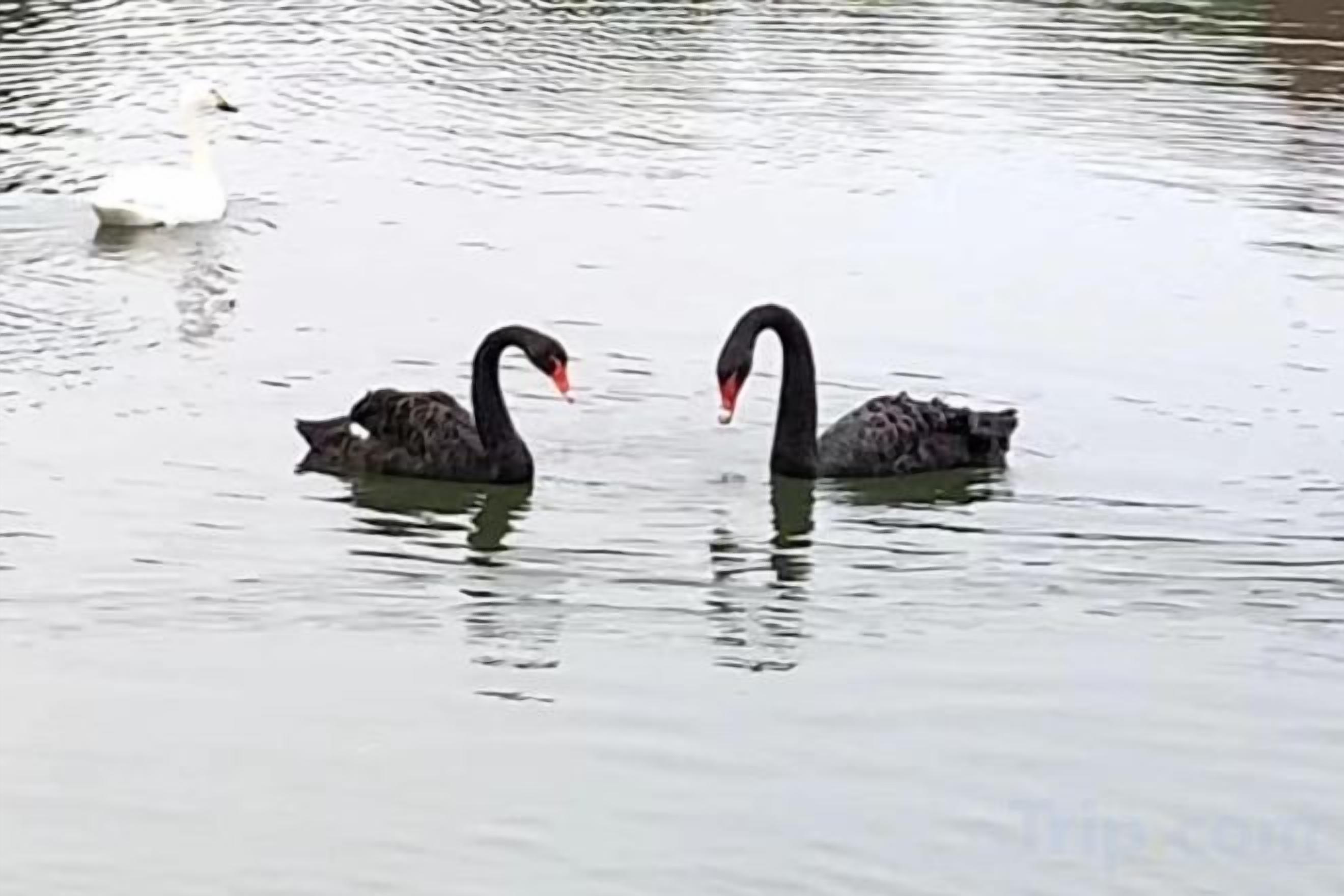 Dos cisnes negros nadando en aguas tranquilas.
