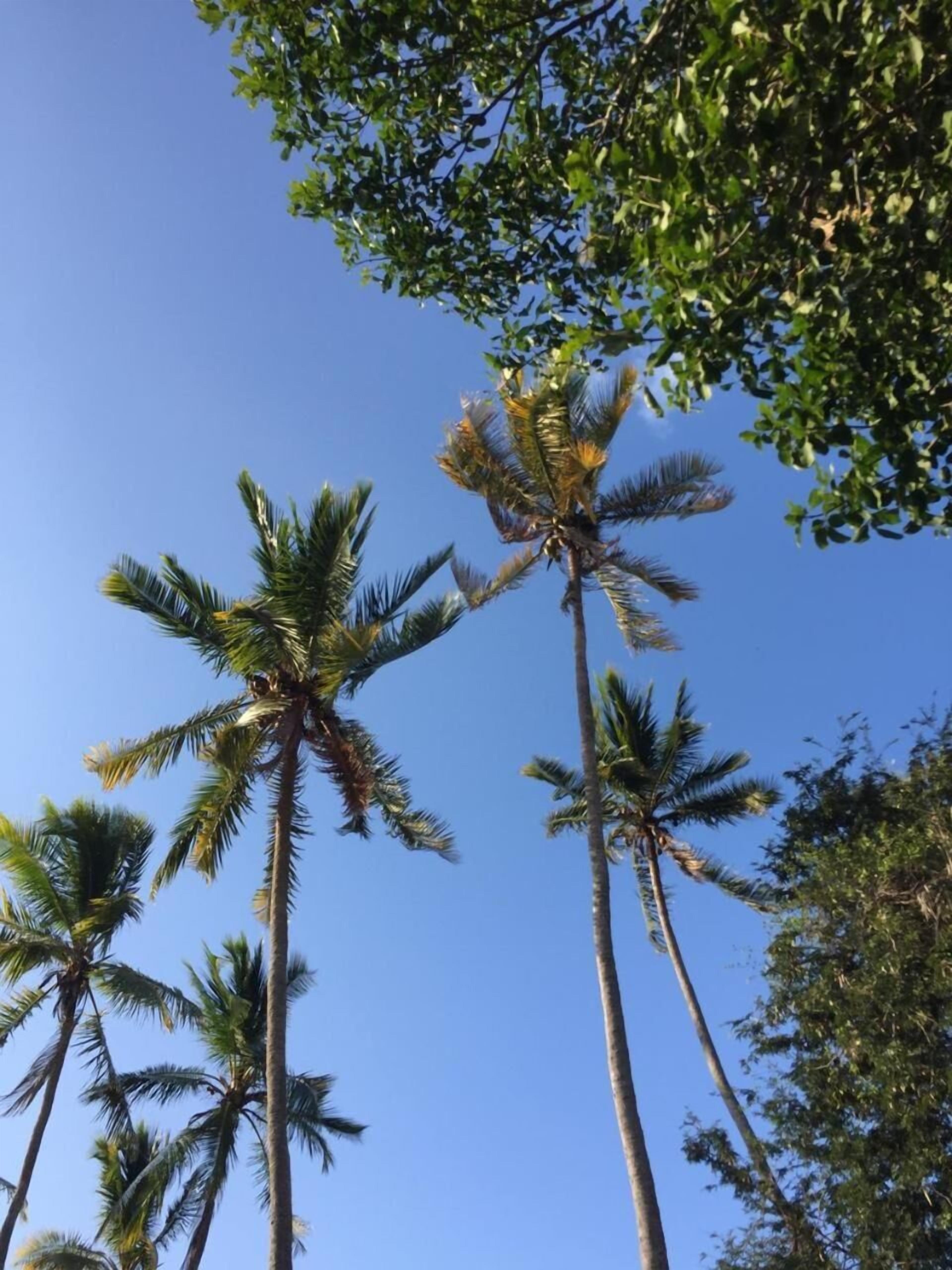 Palmeres altes davant un cel blau clar.