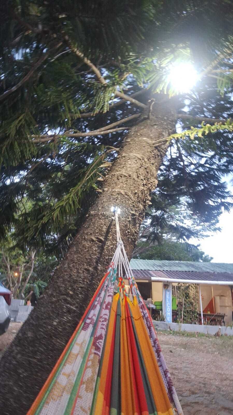 Una hamaca colgada de un árbol, un edificio con techo de láminas metálicas y suelo de tierra.