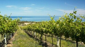 A vineyard with rows of grapevines extending towards a coastal view. - McLaren Vale Backpackers (McLaren Vale)