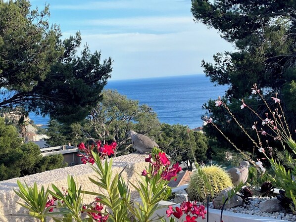 A garden with a view of the sea, featuring cacti, red flowers, and a variety of trees.