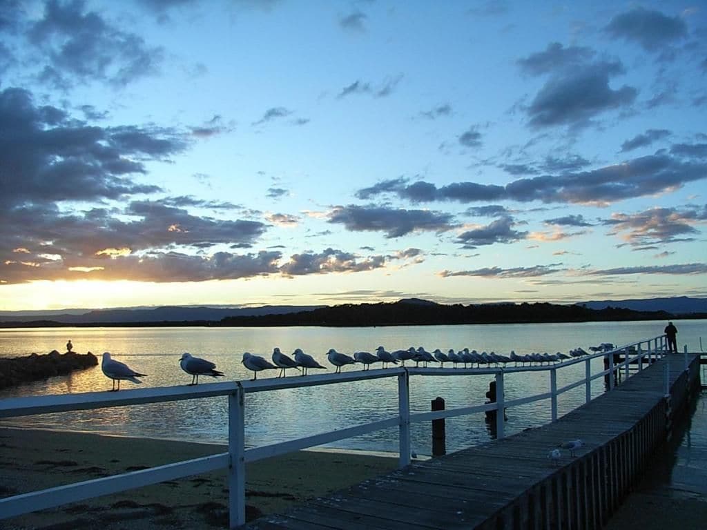 A wooden pier with a railing, overlooking a calm body of water with seagulls.