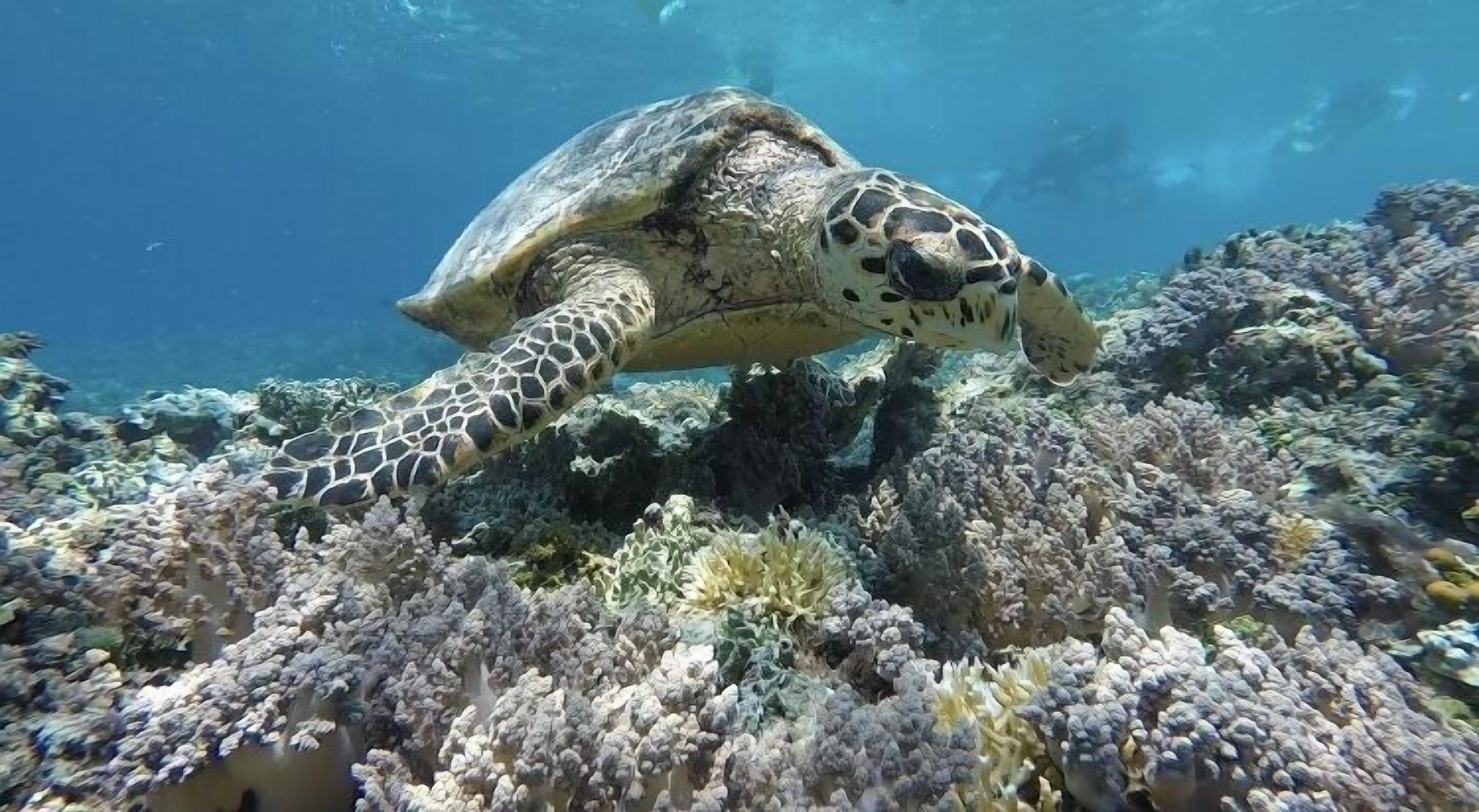 A sea turtle swimming near a coral reef.