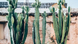 Tres cactus en macetas frente a un muro de ladrillo.
