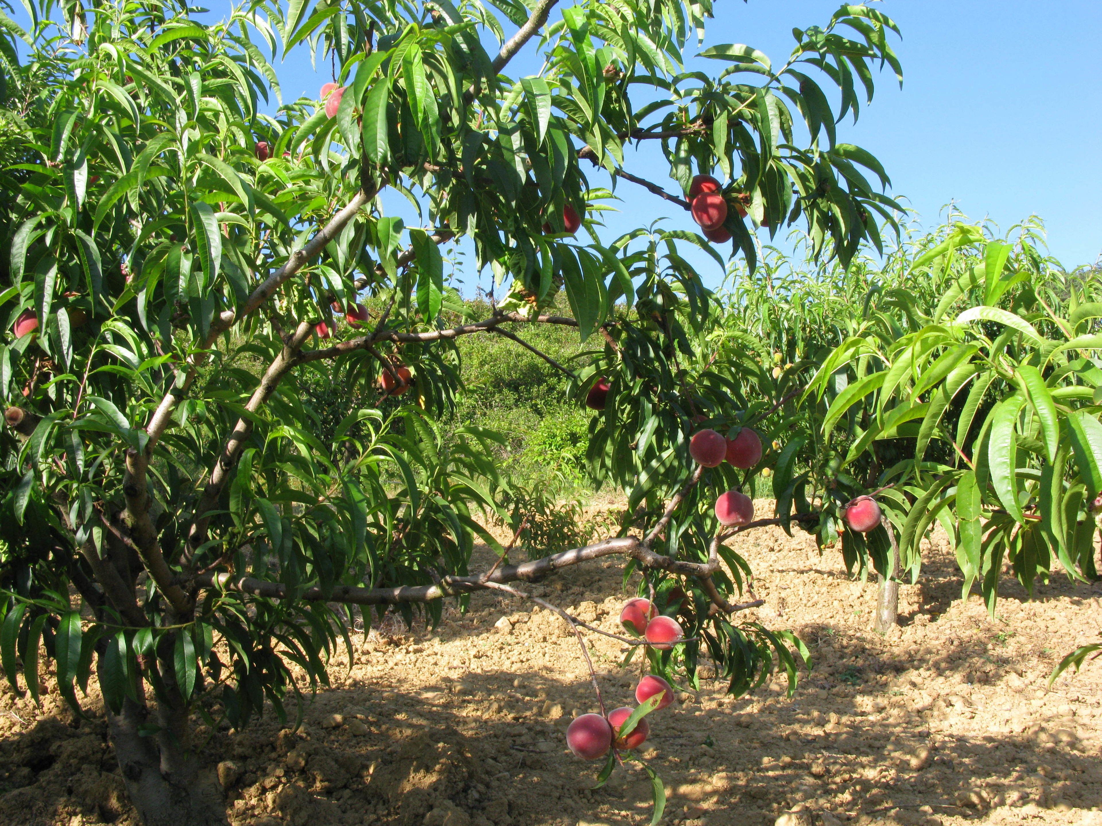 A peach orchard with trees bearing ripe peaches.