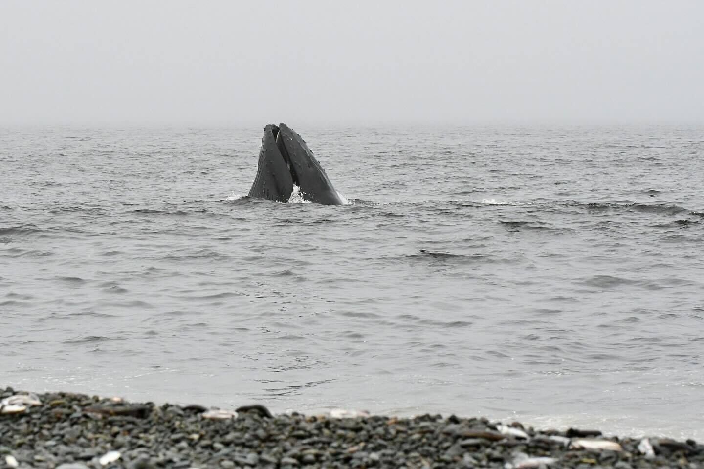 Une baleine surgissant à la surface de l’océan.