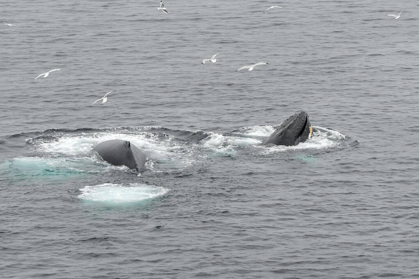 Une baleine sortant de l’eau, la tête au-dessus de la surface, entourée de mouettes.