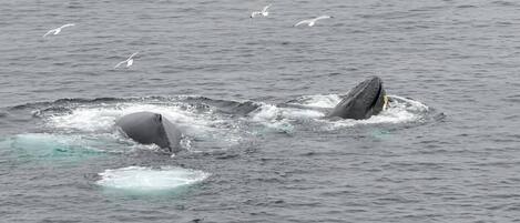 Une baleine sortant de l’eau, la tête au-dessus de la surface, entourée de mouettes.