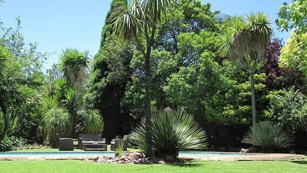 A lush garden with a pool, surrounded by various tropical plants and trees. - The Pecan Tree (Sandton)