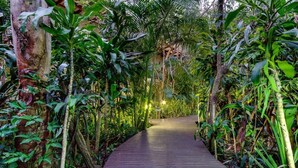 A wooden pathway surrounded by dense tropical vegetation. - Forest Villas (St. Lucia)