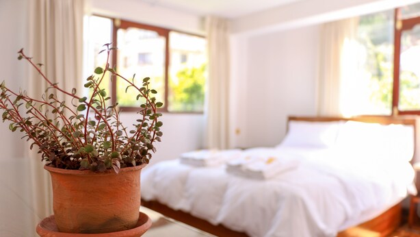 A room with a bed, a window, and a potted plant on a table. - Qhini Hotel Boutique (La Paz)