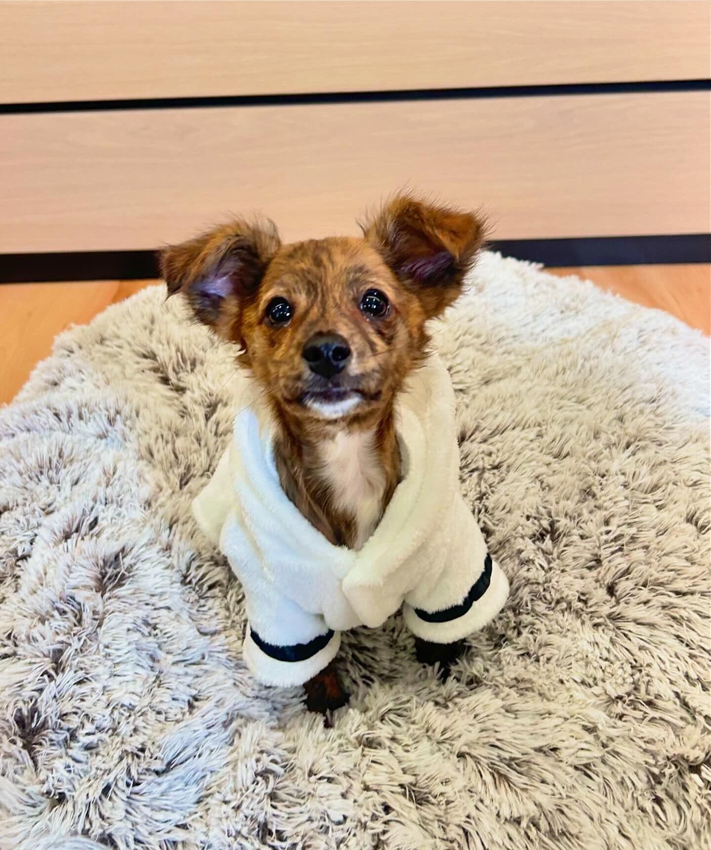 A small dog in a fluffy white blanket on a round, shaggy rug.
