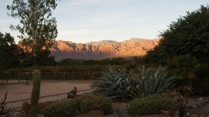 A desert garden with cacti and agave plants, a cactus in the foreground, and a mountain range in the background. - La Vaca Tranquila (San Carlos)