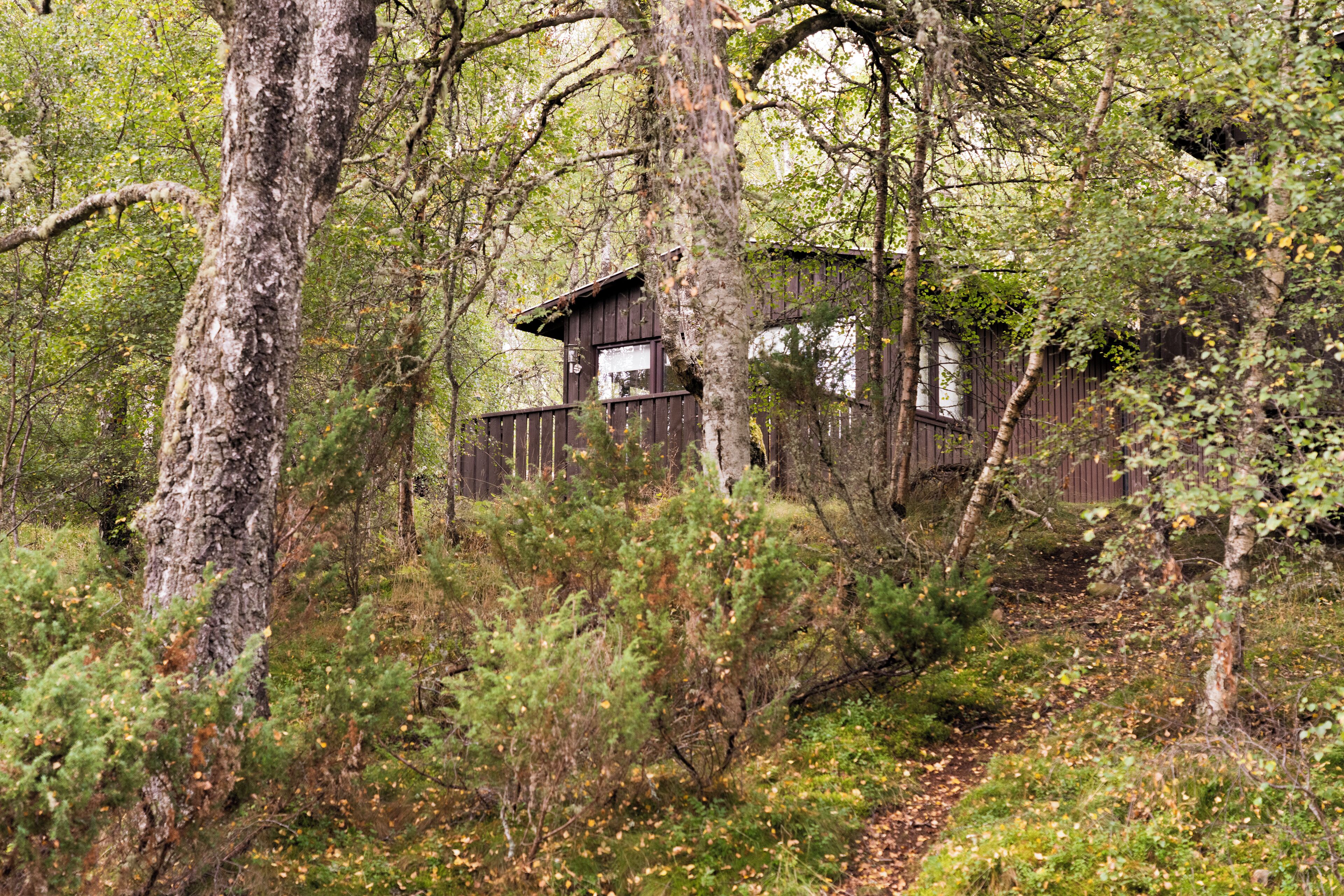 Una cabaña rodeada de un bosque denso, con una terraza de madera visible y un sendero que la lleva a ella.
