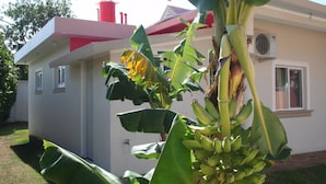 A house with a red roof, a window, and a large banana tree in the foreground. - Villas Michaela Caribean (Cabarete)