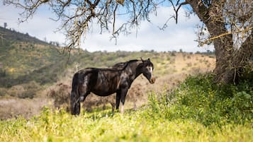 Un caballo de pie en un campo cubierto de hierba, con árboles al fondo.