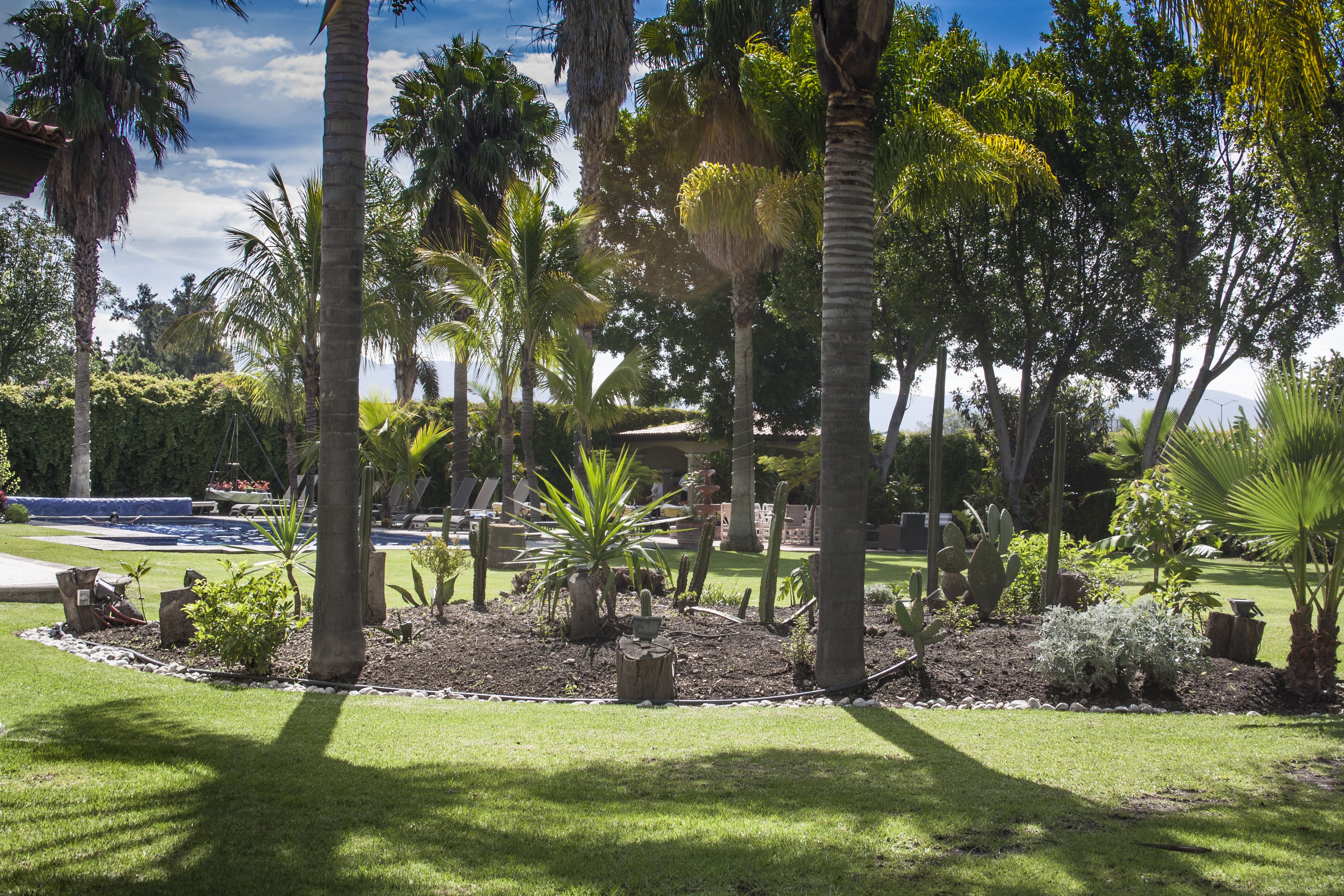A landscaped garden with palm trees, a pool, and a well-maintained lawn.