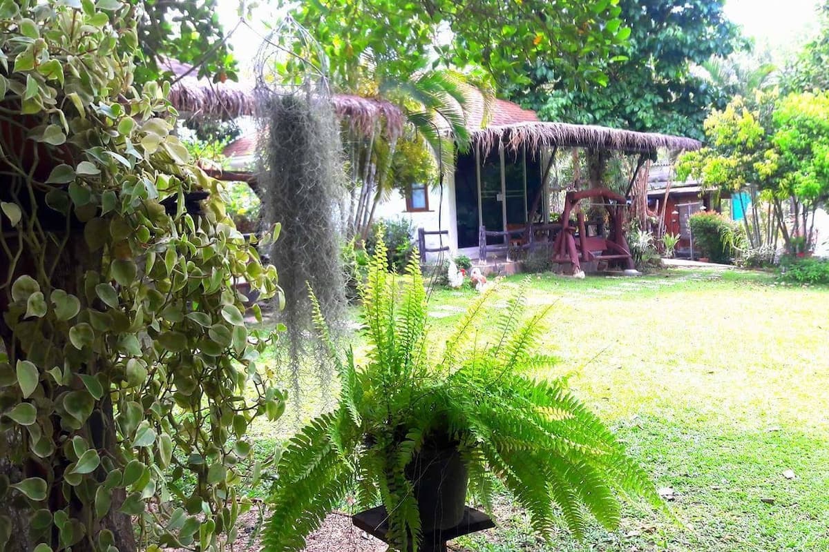 Um jardim exuberante com diversas plantas, incluindo uma samambaia em destaque ao primeiro plano.