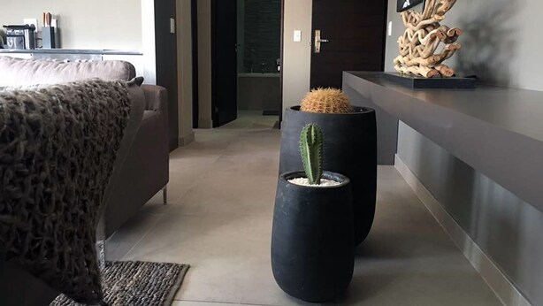 A modern living room with a sofa, a coffee table with a cactus, and a minimalist decor. - Atlantic Apartments (Swakopmund)