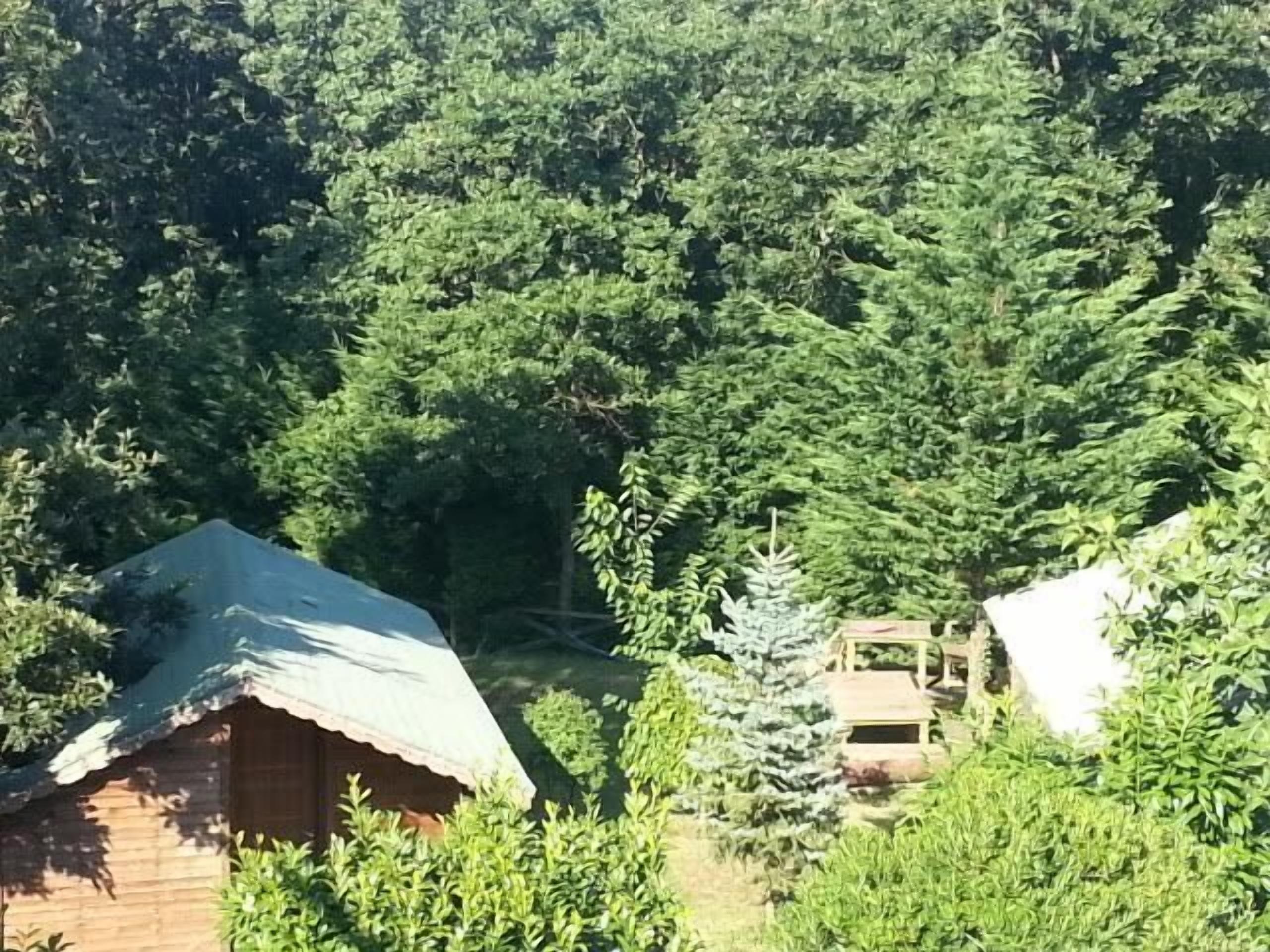 A wooden cabin with a corrugated metal roof surrounded by dense forest.