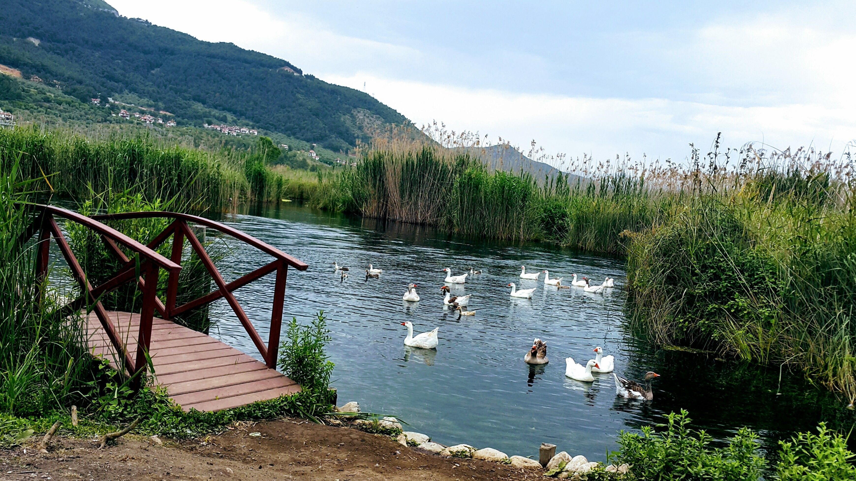Un puente de madera sobre un río tranquilo, con cisnes nadando.