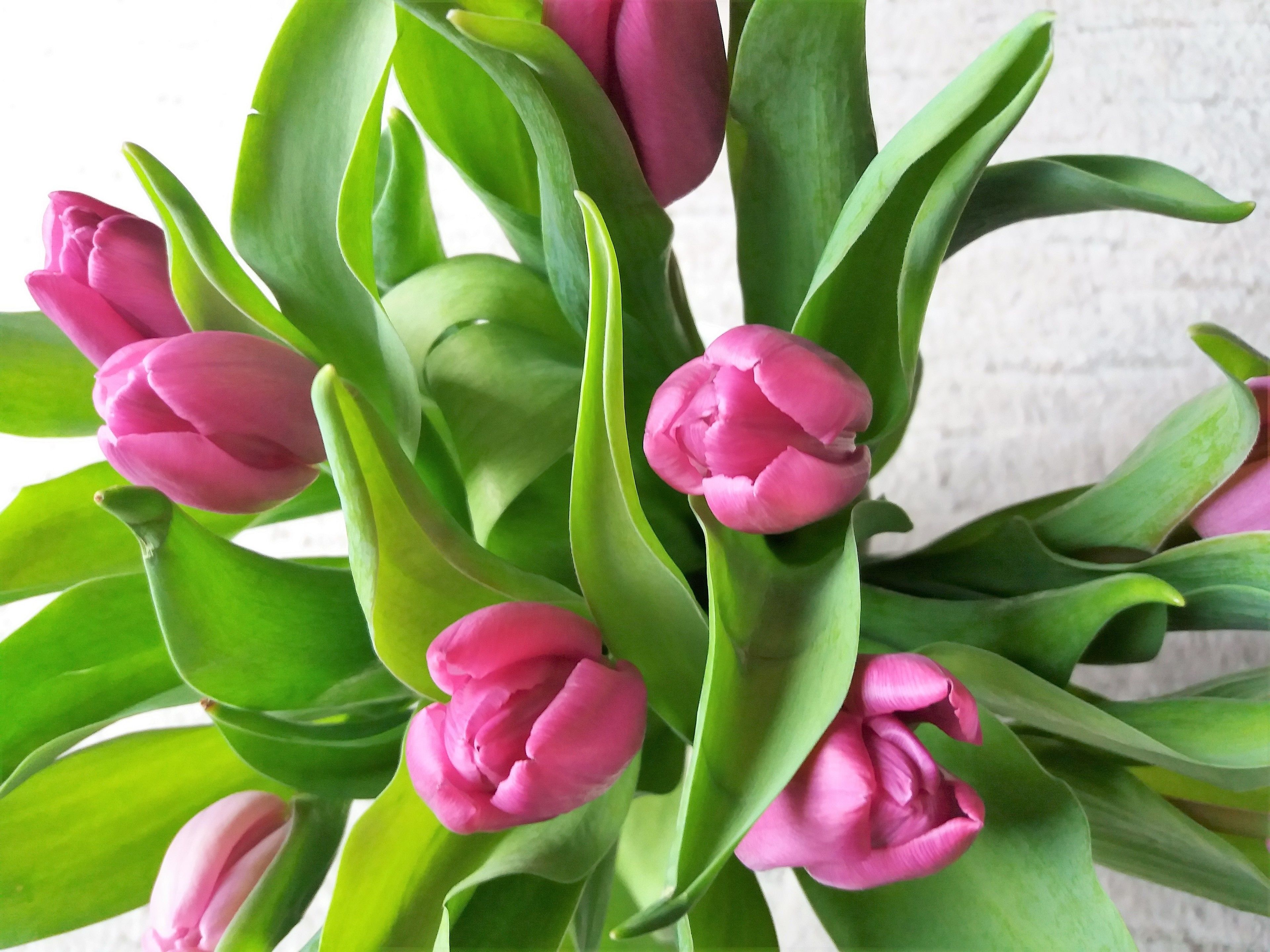 Un bouquet de tulipes roses avec des feuilles vertes.
