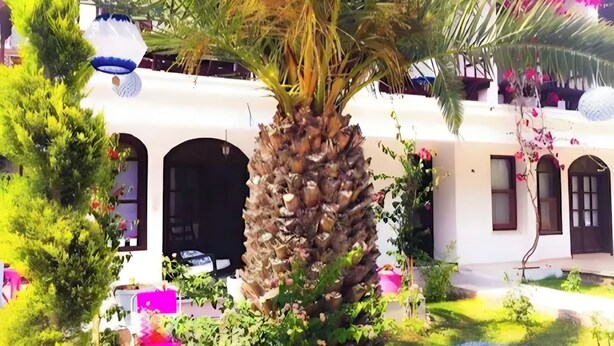Un patio con una palmera, plantas en macetas y un edificio con ventanales arqueados.