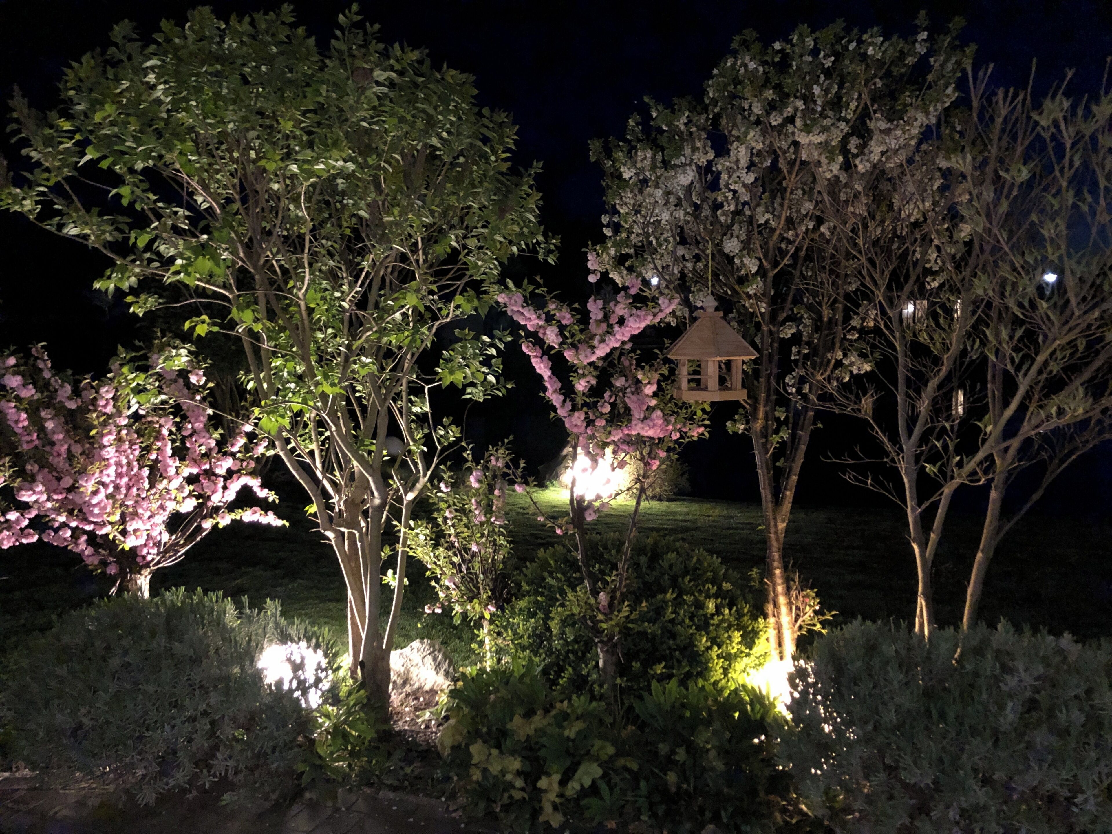 A garden at night with illuminated trees and a birdhouse.