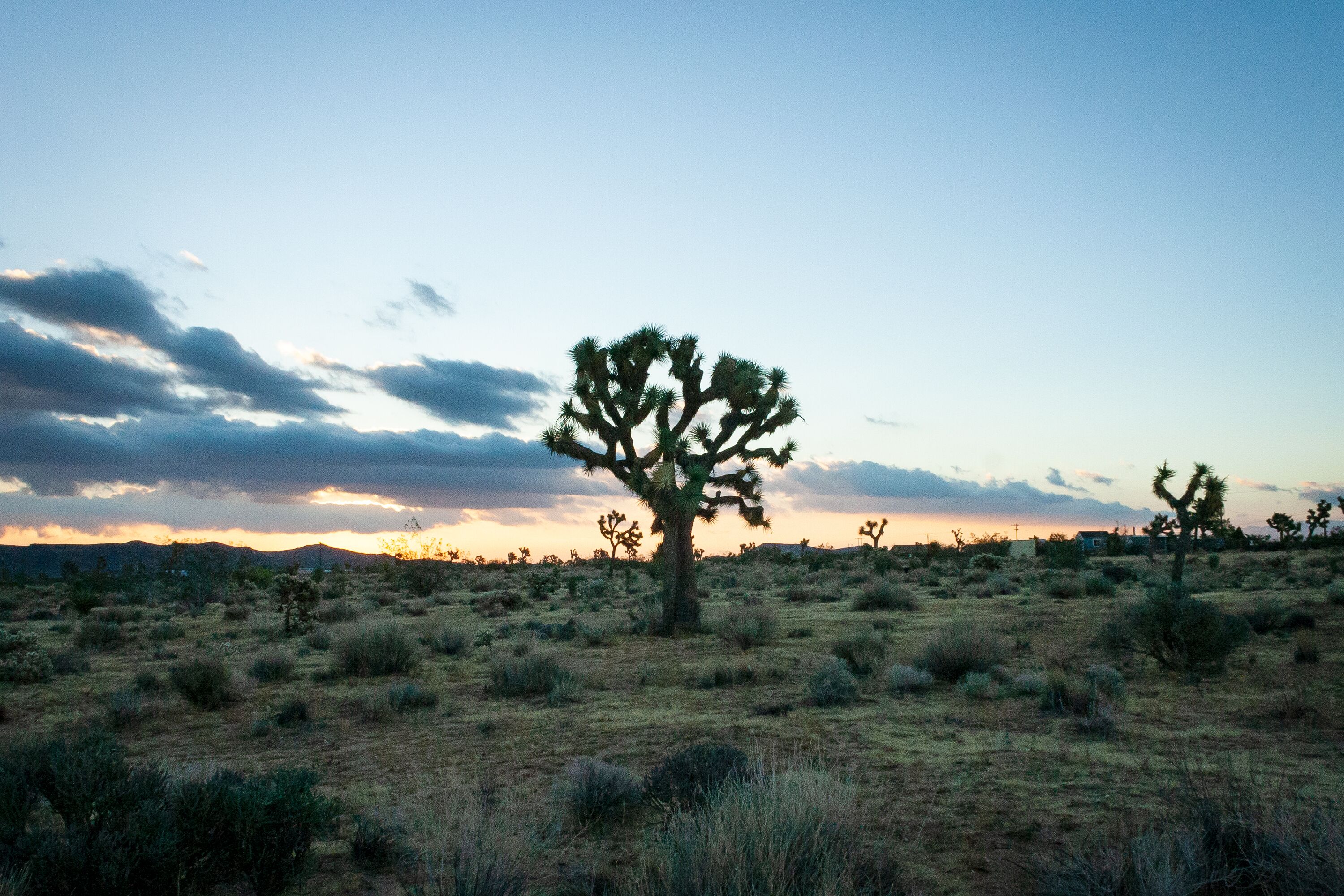 A desert landscape with a prominent Joshua tree in the foreground and a sunset in the background.
