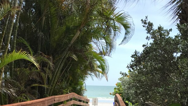 A wooden boardwalk leading to a beach, surrounded by lush greenery and palm trees.