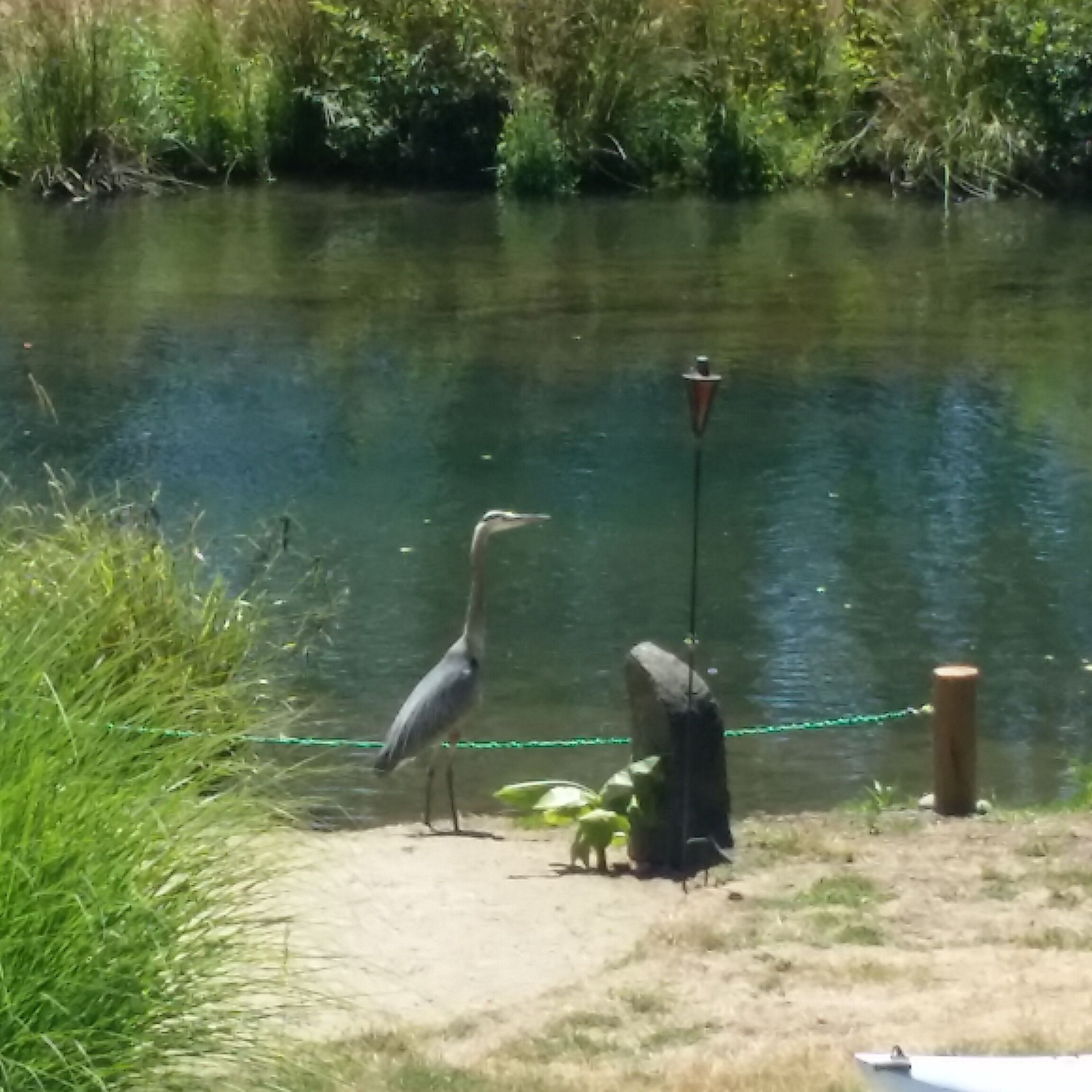 Ein ruhiger See mit einer Angel und einem Vogel am Ufer.