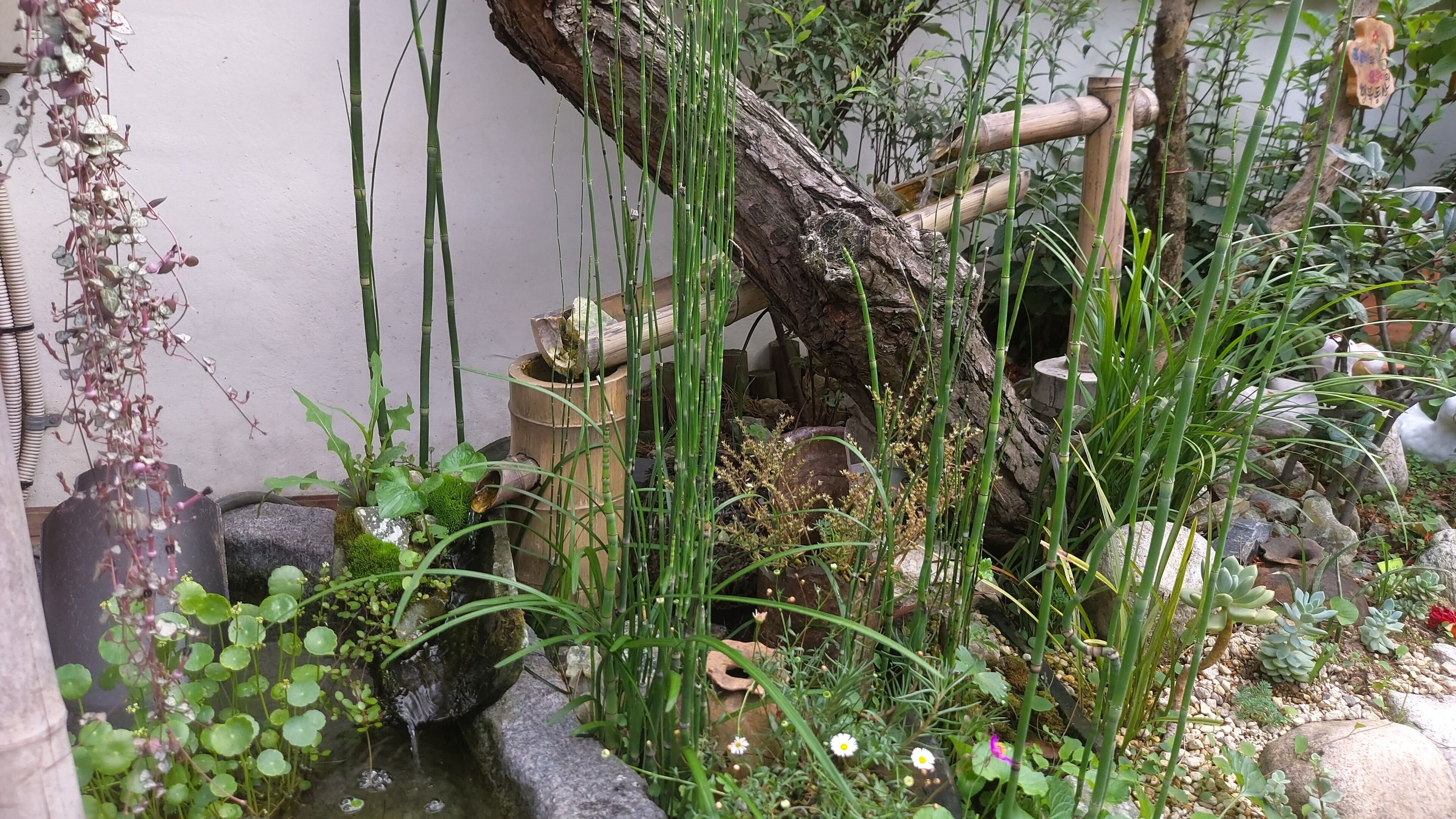 Un jardín con un pequeño estanque, plantas de bambú y diversos arbustos.