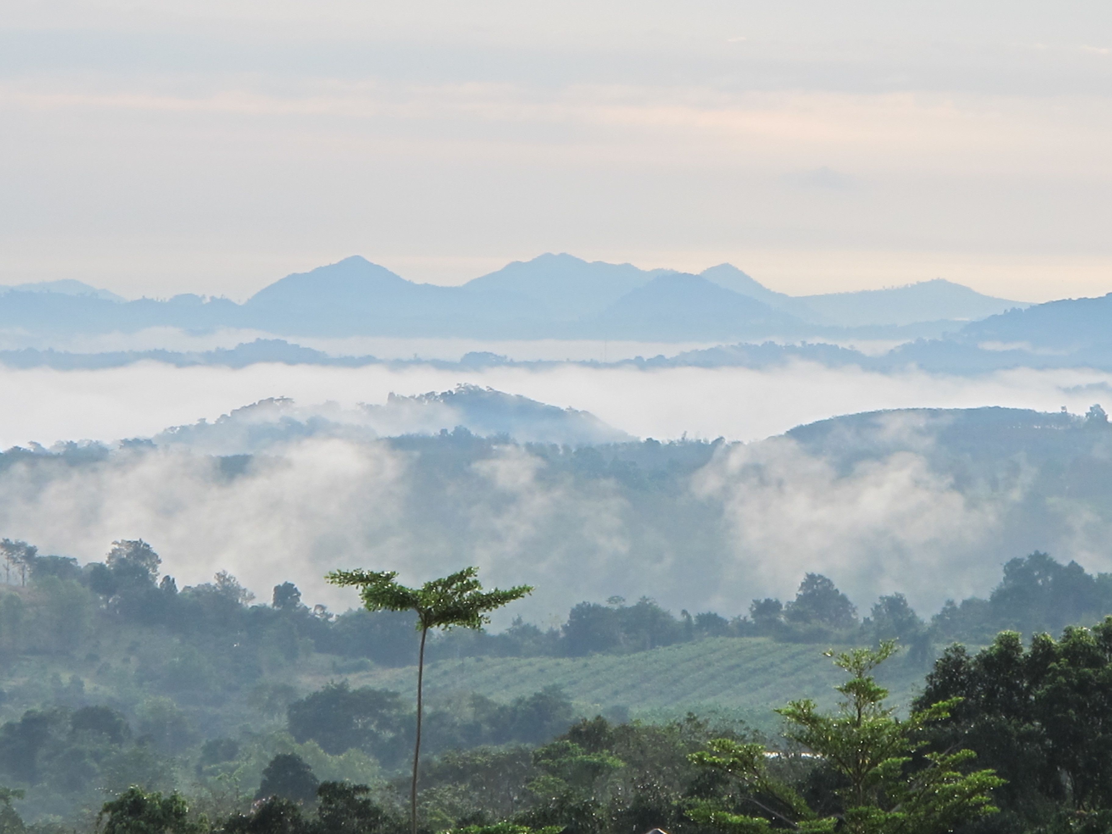 A mountainous landscape with a single tree in the foreground.